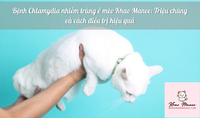 Bệnh Chlamydia nhiễm trùng ở mèo Khao Manee: Triệu chứng và cách điều trị hiệu quả