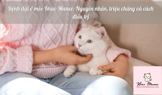 Bệnh dại ở mèo Khao Manee: Nguyên nhân, triệu chứng và cách điều trị