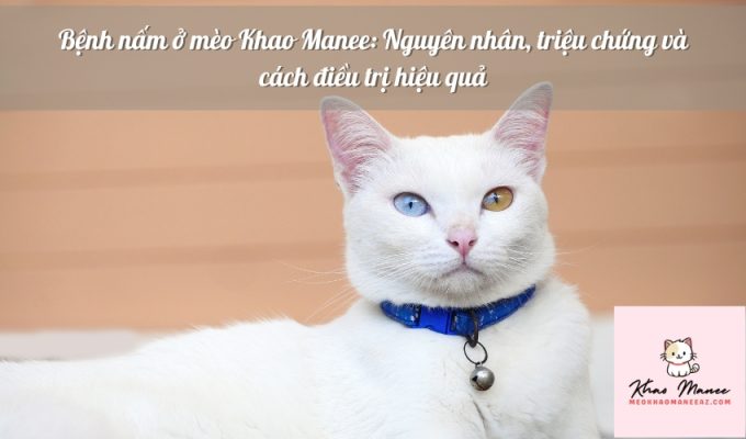 Bệnh nấm ở mèo Khao Manee: Nguyên nhân, triệu chứng và cách điều trị hiệu quả