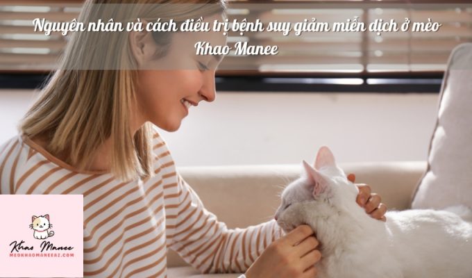 Nguyên nhân và cách điều trị bệnh suy giảm miễn dịch ở mèo Khao Manee