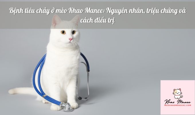 Bệnh tiêu chảy ở mèo Khao Manee: Nguyên nhân, triệu chứng và cách điều trị