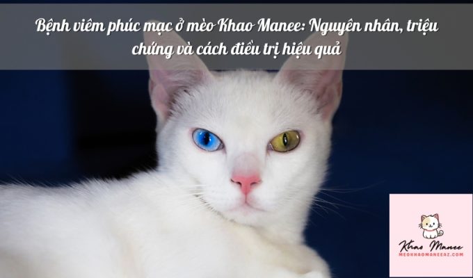 Bệnh viêm phúc mạc ở mèo Khao Manee: Nguyên nhân, triệu chứng và cách điều trị hiệu quả