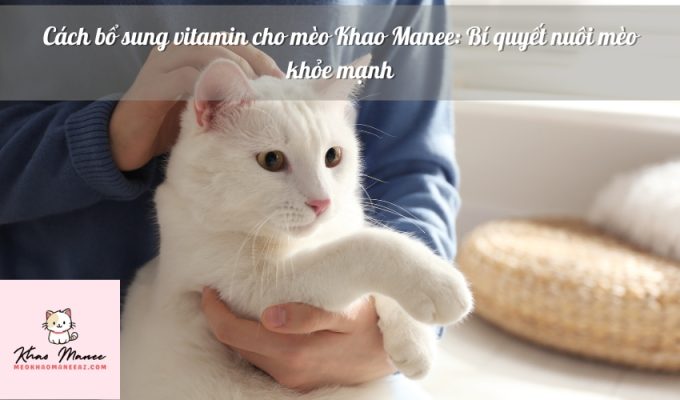 Cách bổ sung vitamin cho mèo Khao Manee: Bí quyết nuôi mèo khỏe mạnh