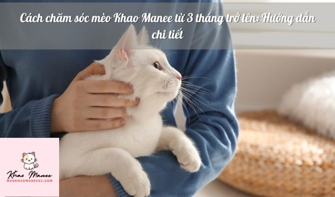 Cách chăm sóc mèo Khao Manee từ 3 tháng trở lên: Hướng dẫn chi tiết