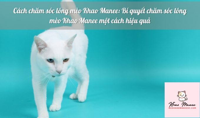 Cách chăm sóc lông mèo Khao Manee: Bí quyết chăm sóc lông mèo Khao Manee một cách hiệu quả