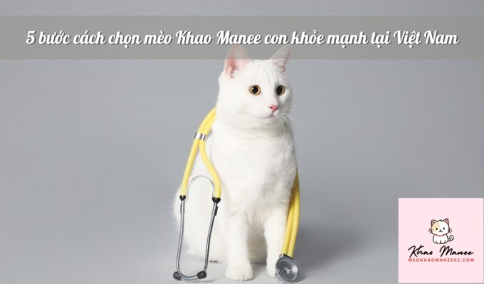 5 bước cách chọn mèo Khao Manee con khỏe mạnh tại Việt Nam