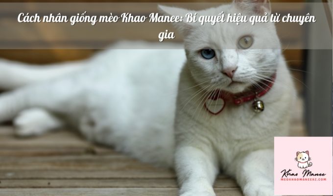 Cách nhân giống mèo Khao Manee: Bí quyết hiệu quả từ chuyên gia