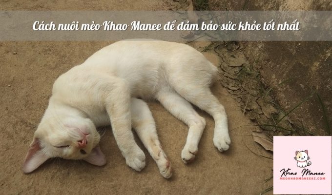 Cách nuôi mèo Khao Manee để đảm bảo sức khỏe tốt nhất