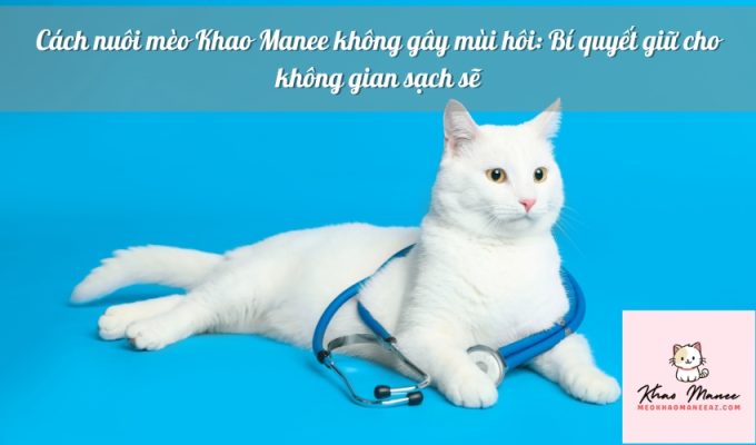 Cách nuôi mèo Khao Manee không gây mùi hôi: Bí quyết giữ cho không gian sạch sẽ