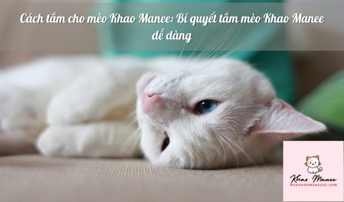 Cách tắm cho mèo Khao Manee: Bí quyết tắm mèo Khao Manee dễ dàng