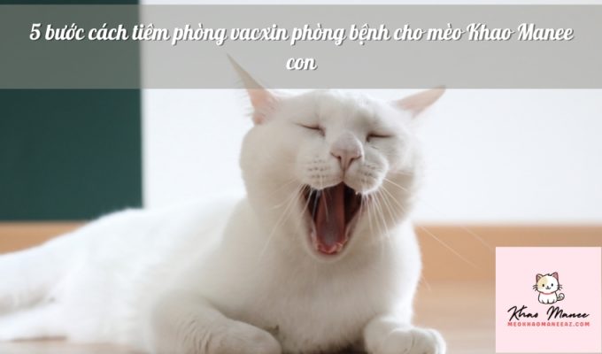 5 bước cách tiêm phòng vacxin phòng bệnh cho mèo Khao Manee con