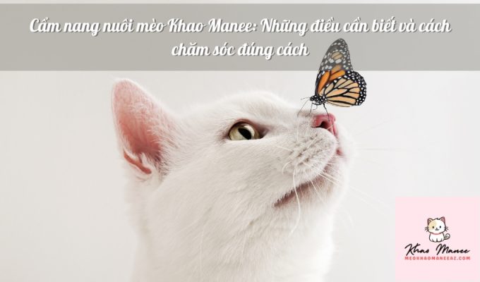 Cẩm nang nuôi mèo Khao Manee: Những điều cần biết và cách chăm sóc đúng cách