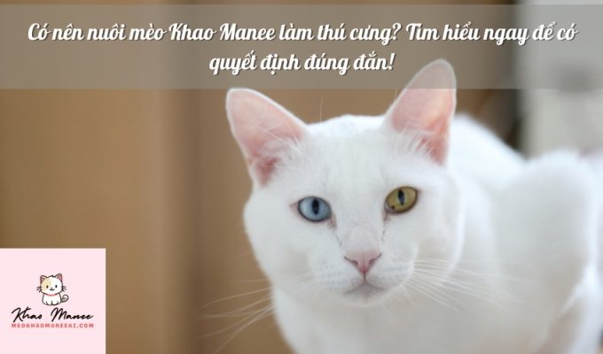 Có nên nuôi mèo Khao Manee làm thú cưng? Tìm hiểu ngay để có quyết định đúng đắn!