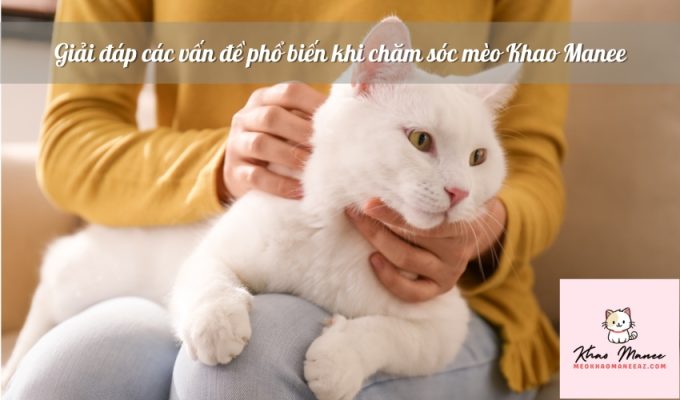 Giải đáp các vấn đề phổ biến khi chăm sóc mèo Khao Manee