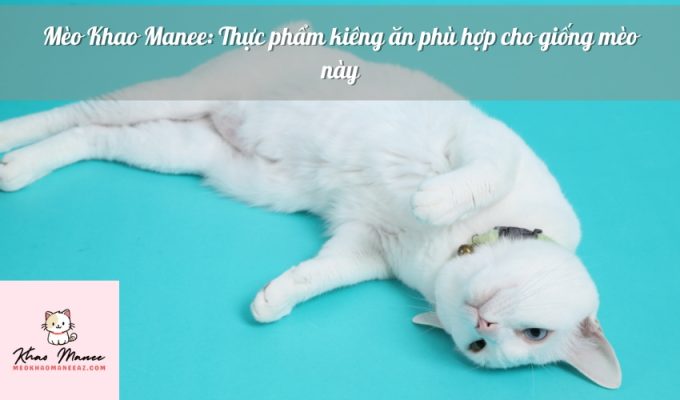 Mèo Khao Manee: Thực phẩm kiêng ăn phù hợp cho giống mèo này