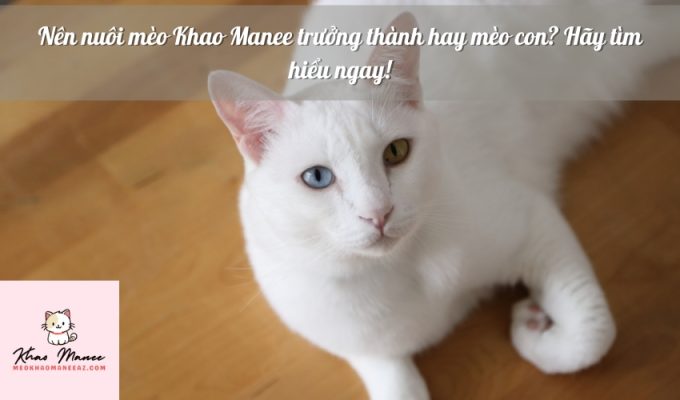 Nên nuôi mèo Khao Manee trưởng thành hay mèo con? Hãy tìm hiểu ngay!