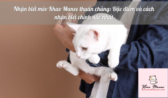 Nhận biết mèo Khao Manee thuần chủng: Đặc điểm và cách nhận biết chính xác nhất