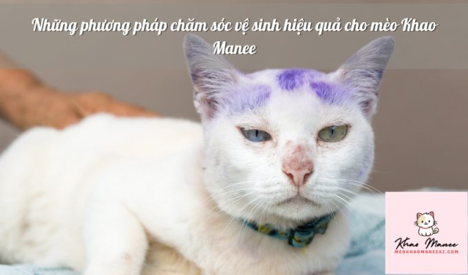 Những phương pháp chăm sóc vệ sinh hiệu quả cho mèo Khao Manee