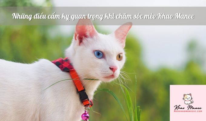 Những điều cấm kỵ quan trọng khi chăm sóc mèo Khao Manee