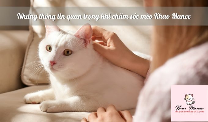 Những thông tin quan trọng khi chăm sóc mèo Khao Manee