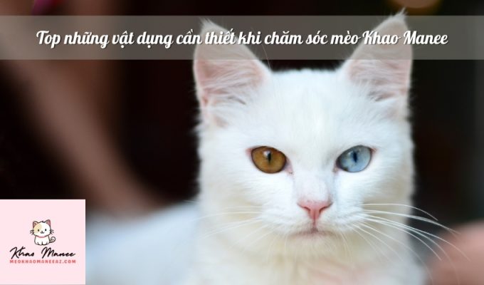 Top những vật dụng cần thiết khi chăm sóc mèo Khao Manee