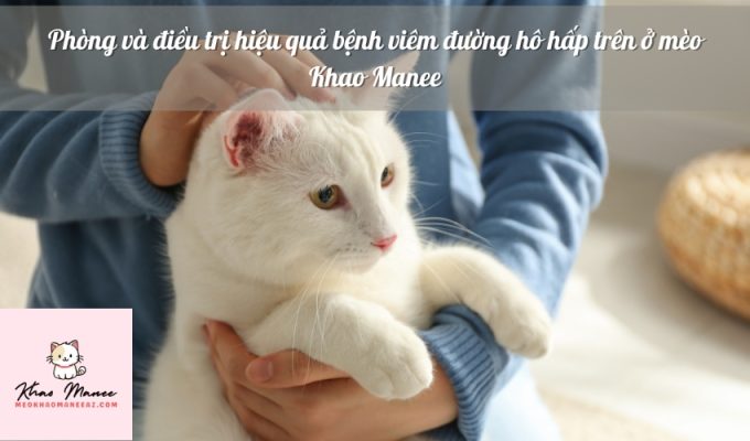 Phòng và điều trị hiệu quả bệnh viêm đường hô hấp trên ở mèo Khao Manee