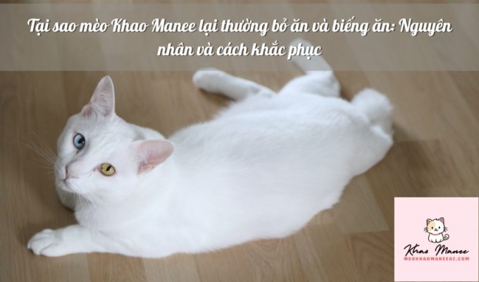 Tại sao mèo Khao Manee lại thường bỏ ăn và biếng ăn: Nguyên nhân và cách khắc phục