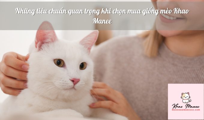 Những tiêu chuẩn quan trọng khi chọn mua giống mèo Khao Manee