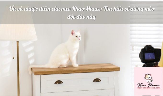 Ưu và nhược điểm của mèo Khao Manee: Tìm hiểu về giống mèo độc đáo này