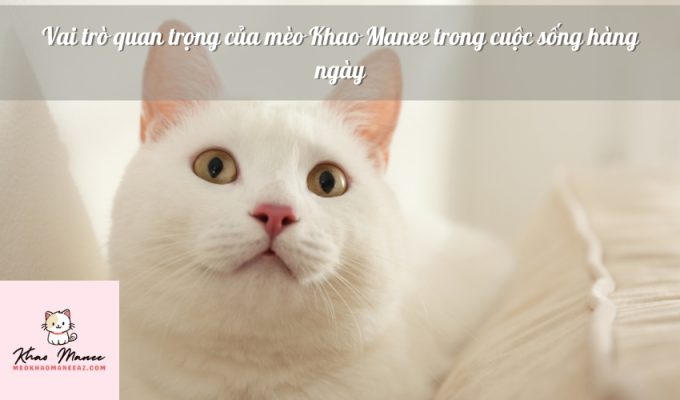 Vai trò quan trọng của mèo Khao Manee trong cuộc sống hàng ngày